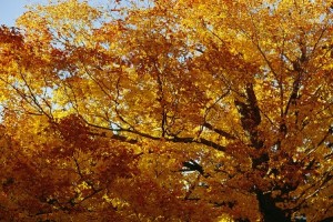 Sudbury Valley Trustees sponsors fall foliage paddle Oct. 6