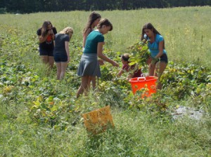 Ninth-graders help harvest beans and remove dying plants on the farm.