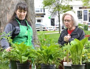 Grafton gardeners, history buffs endure chilly weather