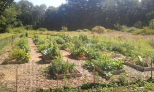 Next community garden cleanup in Hudson will be Sept. 8