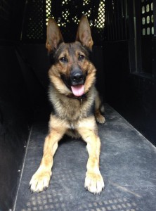 Kaiser, a K9 officer with the Marlborough Police Department Photo/submitted 