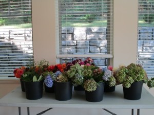 Buckets of dahlias and hydrangeas for seniors who attended the Colonial Garden Club’s flower arranging program at the new Senior Center in September. (Photos/submitted)
