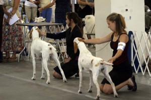 One hundred different breeds of purebred dogs will compete for the coveted Best in Show award at two shows to be held in Marlborough. (Photo/submitted)
