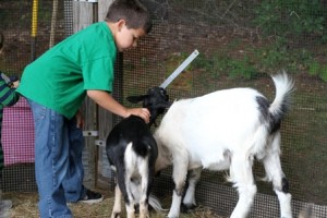 Aidan, 7, from Hudson, makes two new friends at the petting zoo. (Photo/Heidi Hayes-Pandey) 