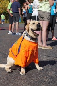 Cooper the Labrador retriever is getting ready to run the 30th annual Jim Forrest Memorial Road Race.