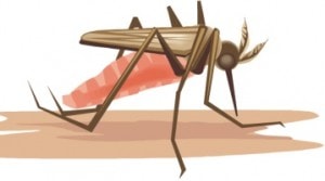 West Nile Virus now confirmed in mosquitoes from Hudson