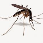 Mosquito-Illustration-rs