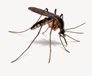 Mosquito Illustration-rs