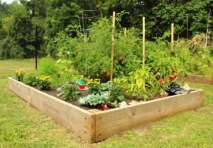 Community Gardens promotes healthy lifestyles