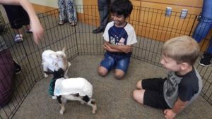 Farm visitors delight young Northborough library patrons