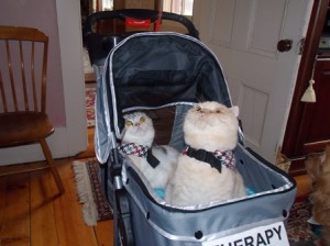 The cats travel in this carriage wherever they go. Photo/Bonnie Adams 