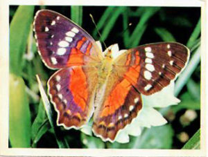 Side 1 of Matt's Butterfly picture. Photo Submitted