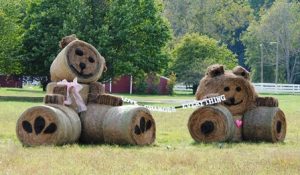 Giant teddy bears delight passersby in Hudson