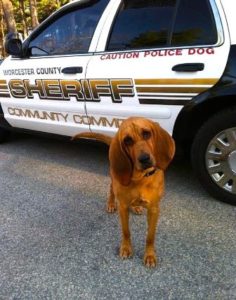 Worcester County Sheriff's Office K-9 Maya, a trailing bloodhound, is the recipient of a bullet & stab protective vest thanks to a charitable donation from the non-profit organization Vested Interest in K9s. Photo/submitted