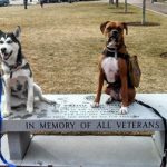 R-veterans-dog-3