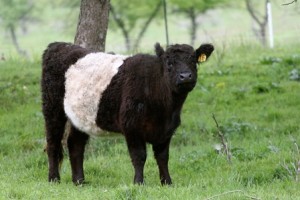 Holy cow, the Belties are back!