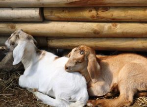 Family fun, veggies, (and goats!) at Southborough’s Chestnut Hill Farm  