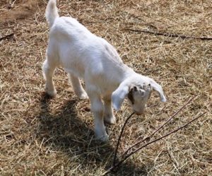 Family fun, veggies, (and goats!) at Southborough’s Chestnut Hill Farm  