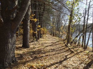Forest pathway along reservoir shoreline.