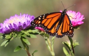 Southborough Open Land Foundation offers butterfly walk