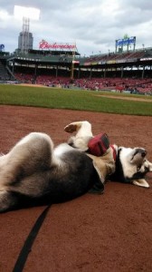 Gunnar gives new meaning to covering home plate. 