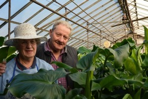 Marion and Bill Marston grow calla lilies in one of their six greenhouses.