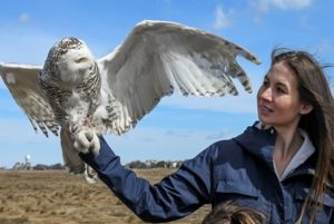 Snowy owl gets second chance thanks in part to Shrewsbury woman