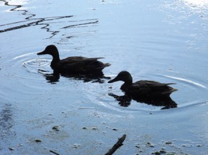 Ducks travelling along Dean Park Pond. (Photos/Douglas Maxwell Myer)
