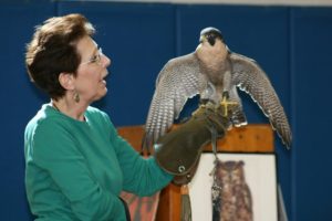 Julie Ann Collier from WingMasters with a peregrine falcon. (Photo/submitted)
