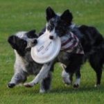 Sprts-SH-dogs-flying-frisbee-rs-300×200.jpg