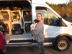 Jennifer Mueller, Lumberjack Rescue’s shelter manager, with some of the dogs that will be transported from Louisiana to Massachusetts. (Photo/submitted)