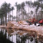 W-Tree-clearing
