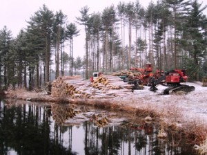 Tree clearing on schedule in Westborough