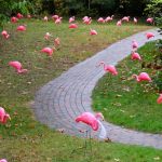 W-flamingos-21