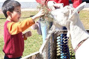 Yuzhen Wang, 4, feeds a live goat. Photo/Ed Karvoski Jr.