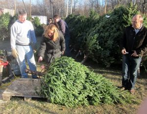 Westborough Civic Club relocates its 42nd tree sale