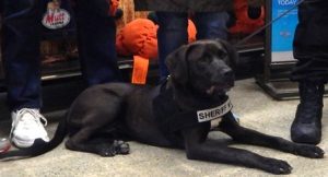 Worcester County Sheriff’s Office welcomes ‘Zeus’ to the team