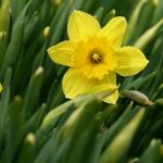 daffodils_CROP.jpg
