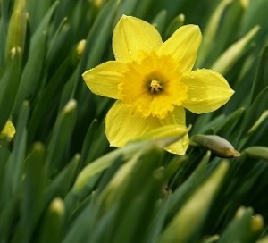 American Cancer Society announces Daffodil Days 2013