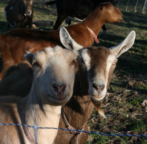 Robertson-DuBois’s goats. (Photos/Jane Keller Gordon)