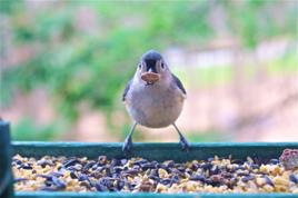 Backyard Birds of Worcester opens at Broad Meadow Brook