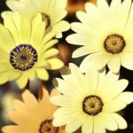 yellow-daisies-flowers